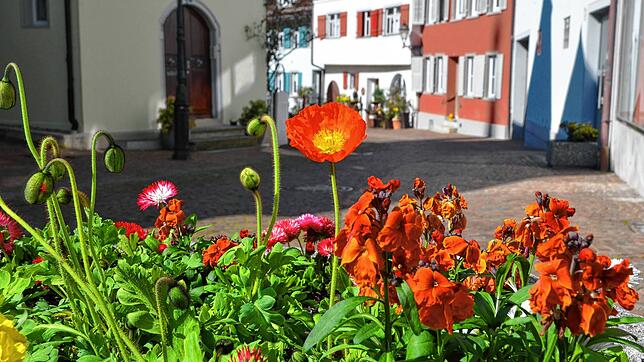 In Orange und in Pink-Rosa leuchten nun die ersten Frühblüher im Stadtbild. In der Ulrichstraße sind sie schöne Hingucker.