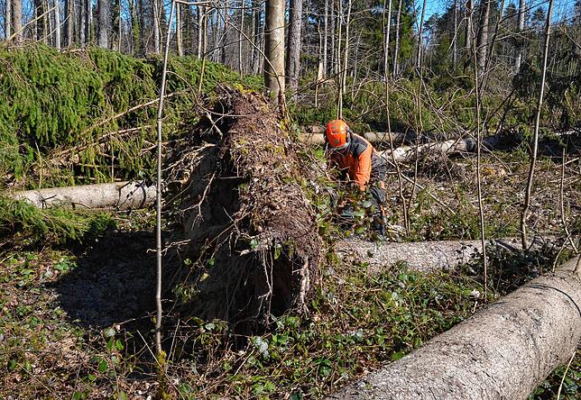 Bild 8: Wenn der Wald aufgeräumt wird: So laufen die Arbeiten im Gehau im Süden Markdorfs ab