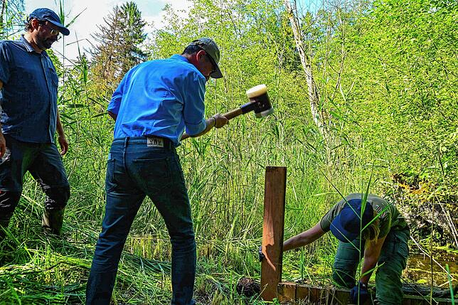 Cem Özdemir treibt mit einem schweren Hammer selbst eine Holzbohle in das Erdreich. Lea Streit, Projektmitarbeiterin, führt die Bohle zu ...