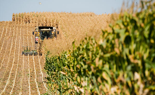Ein Landwirt erntet mit einem Häcksler ein Maisfeld. Nicht ganz so schlecht wie im Vorjahr, aber doch unterdurchschnittlich war die ...