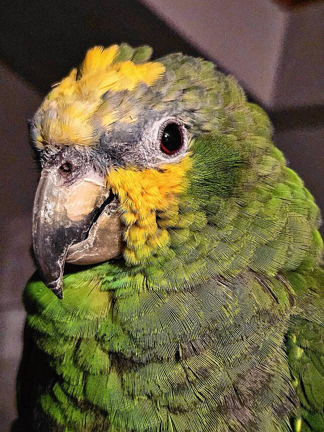 Amazone Freitag lebt seit wenigen Tagen im Floraparadies.Der 42-jährige Vogel hat dort zum ersten Mal andere Papageien gesehen.