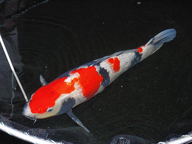 Der Showa-Koi, schwarzgrundig mit Rot und Weiß, ist der aktuelle Modetrend bei den Käufern. Witzigerweise war er das auch in den ...
