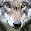 In Grafenhausen wurde ein Wolf gesichtet. Ob der Rüde noch im Landkreis unterwegs ist, kann derzeit nur spekuliert werden.
