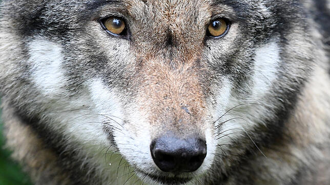 In Grafenhausen wurde ein Wolf gesichtet. Ob der Rüde noch im Landkreis unterwegs ist, kann derzeit nur spekuliert werden.
