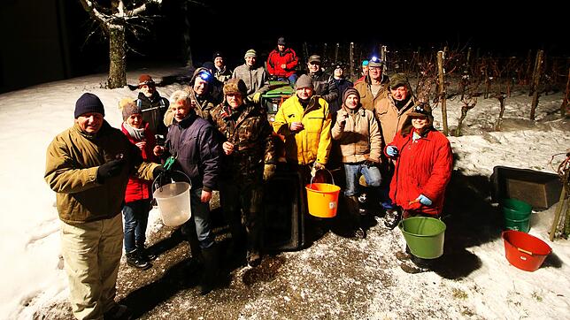 Die Mannschaft nach getaner Arbeit: Dieses Gruppenbild entstand nach der Eiswein-Lese beim Winzerverein Meersburg um kurz vor 6&nbsp;Uhr ...
