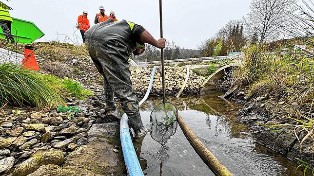 Marco Haupt von Gutachterbüro Go-Bio fängt Fische und Muscheln im Mühlbach bei Allensbach ein. Sie werden wieder ausgesetzt.