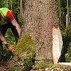 Ein Forstarbeiter bereitet eine Fichte zur Fällung vor (Symbolbild). Die Gemeinde Moos möchte in den kommenden zehn Jahren mehr Holz im ...