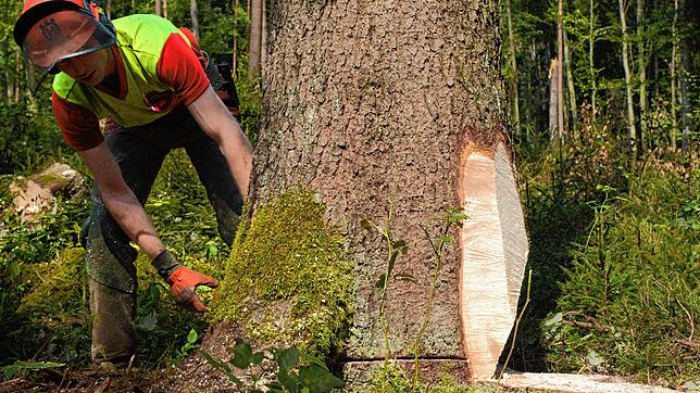 Ein Forstarbeiter bereitet eine Fichte zur Fällung vor (Symbolbild). Die Gemeinde Moos möchte in den kommenden zehn Jahren mehr Holz im ...