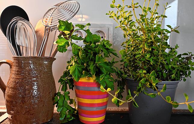 Frische Kräuter wie Petersilie und Oregano beleben Körper und Geist und helfen, die Frühjahrsmüdigkeit zu überwinden.