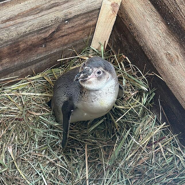 Heiße Ware oder gar Gefahrgut? Unter dem Deckel der verzollten Kiste kommt dieser kleine Pinguin zum Vorschein.
