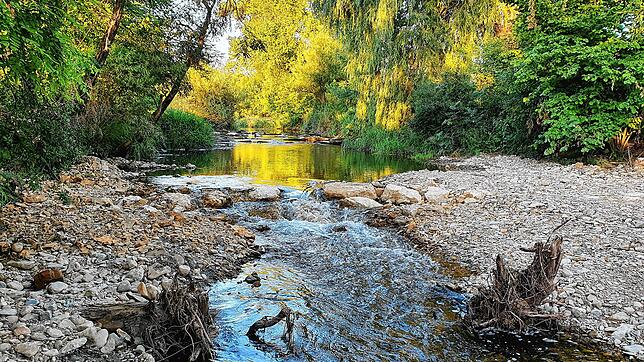 Immer weniger Wasser führt die Sissle im Fricktal im Kanton Aargau. Deshalb werden Fische umgesiedelt &ndash; dorthin, wo im Bach noch ...