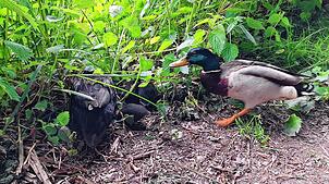 Enten mit Nachwuchs: Hier versammeln sie sich am Ufer des Eisweihers.