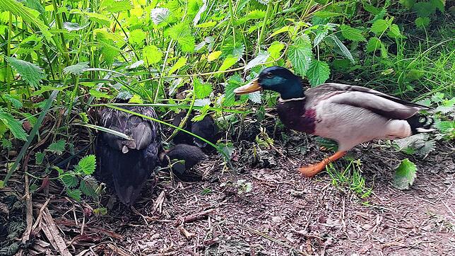 Enten mit Nachwuchs: Hier versammeln sie sich am Ufer des Eisweihers.