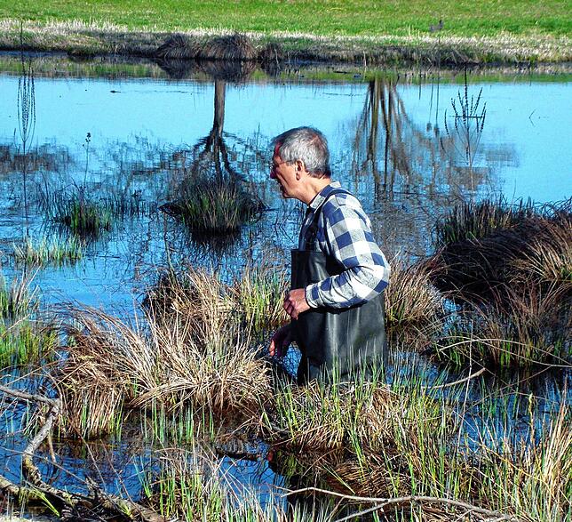 BUND-Mitglied Eberhard Koch fischt in der Segete nach Krötenlaich, der dann in einen Ersatzteich bei Weiler gebracht werden soll.