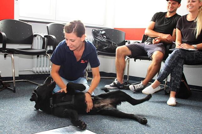 Hier demonstriert Carmen Santo, wie man einen Hund am besten auf den Rücken legt.