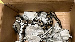 Der Python starb kurz nach dem Fund an Unterkühlung. Foto: Kantonspolizei Aargau