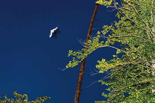 Fledermäuse sind bei Nacht schwer zu sehen und zu fotografieren. Hier fliegt gerade ein Exemplar in den Wald beim Salinensee.