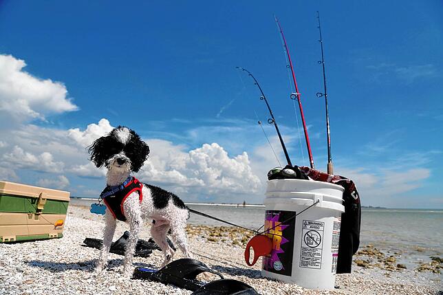 Der Teacup-Pudel „Zorro“ in Florida. Die auf minimale Größe gezüchteten Tiere sind laut Tierschützern oft degeneriert und ...