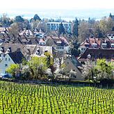 Ein Teil des Sierenmoos, eingebettet zwischen Weinberge und Seeblick.
