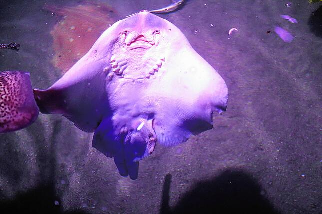 Bild 6: Sea Life öffnet wieder. Was ist neu im Inneren?