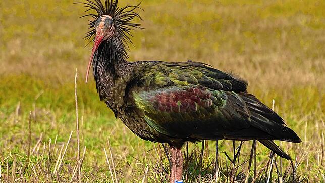Waldrapp-Weibchen &sbquo;Sonic&lsquo; im Überwinterungsgebiet an der Laguna de Ortobello in der Toskana.