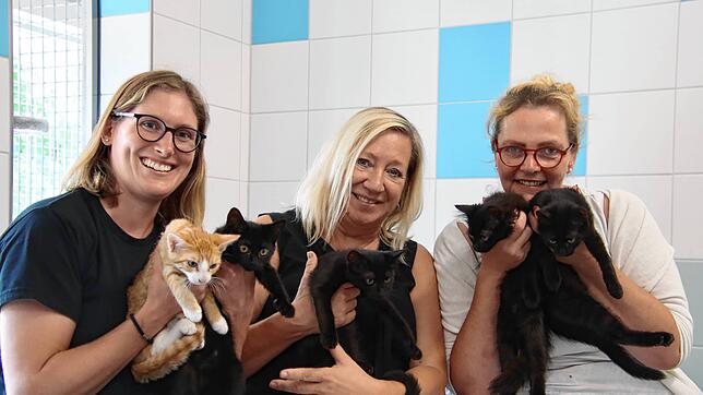 Julia Schuhwerk, Andrea Mertens und Julia Bierbach (von links) zeigen ein paar der vielen jungen Katzen, die derzeit im Radolfzeller ...
