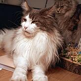 Kater Gizmo (vorn) und Sweetie genießen ihr Katzenleben.