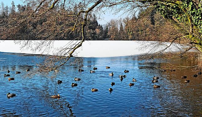 Winterliche Impressionen am Bergsee in Bad Säckingen.