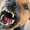 Dieses Bild zeigt einen Hund der bellt und die Zähne fletscht. Zu einem Vorfall mit einem aggressiven Hund kam es vor wenigen Wochen in ...
