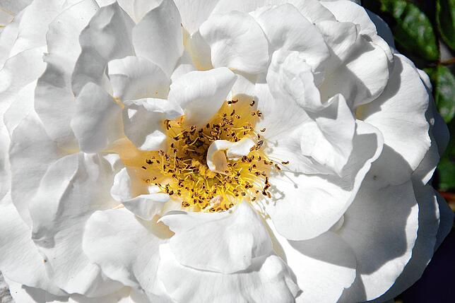 Bild 9: Sag´s durch die Blume: Das Quiz zur Landesgartenschau