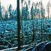 1999: An dieser Stelle in einem Waldstück im Jestetter Zipfel fegte einst der Sturm Lothar den Wald teilweise völlig nieder, wie dieses ...