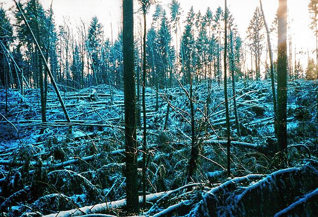 1999: An dieser Stelle in einem Waldstück im Jestetter Zipfel fegte einst der Sturm Lothar den Wald teilweise völlig nieder, wie dieses ...
