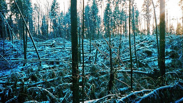 1999: An dieser Stelle in einem Waldstück im Jestetter Zipfel fegte einst der Sturm Lothar den Wald teilweise völlig nieder, wie dieses ...