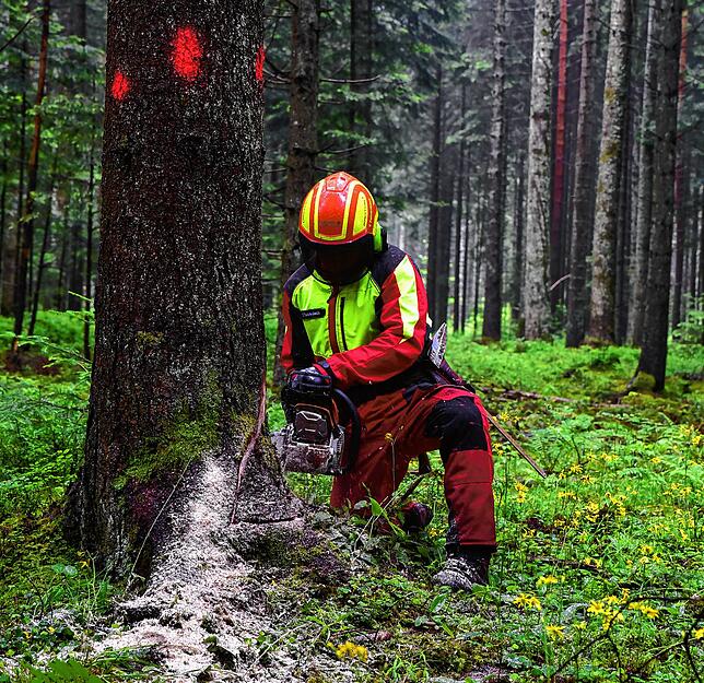 Wie ein Baum fachgerecht gefällt wird, demonstriert Forstarbeiter Tobias Fehrenbach bei einer Exkursion von Gemeinderäten (Archivbild).