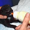 Mit spezieller Nahrung werden die winzigen Katzen aufgepäppelt, das kostet viel Geld und bindet Personalressourcen.