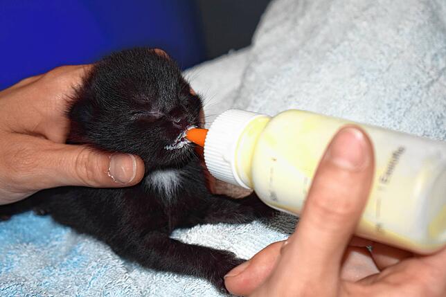 Mit spezieller Nahrung werden die winzigen Katzen aufgepäppelt, das kostet viel Geld und bindet Personalressourcen.