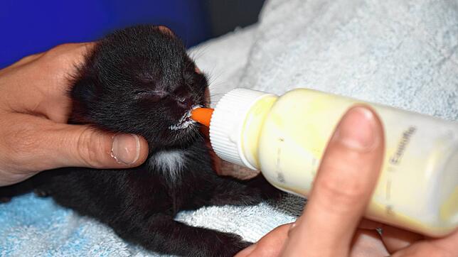 Mit spezieller Nahrung werden die winzigen Katzen aufgepäppelt, das kostet viel Geld und bindet Personalressourcen.