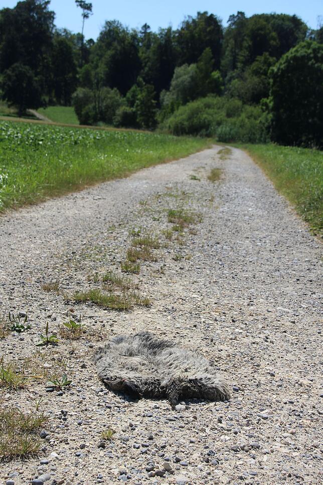 Auf dem Weg in den Wald lag das Fell.