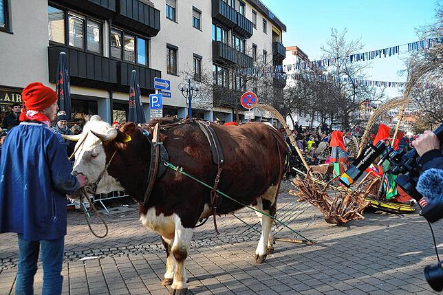 Bei der Narrenzunft Bräunlingen zieht ein Ochse den Karren der Hexen.