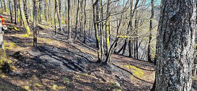 Der Waldboden ist verbrannt.