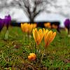 Frühlingsfarben Ende vom Februar: gelbe und violette Krokusse am Überlinger Mantelhafen.