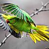 Ein wildlebender Halsbandsittich (Psittacula krameri) fliegt durch einen Park in Düsseldorf. Auch in Horheim flog vor 25 Jahren ein ...