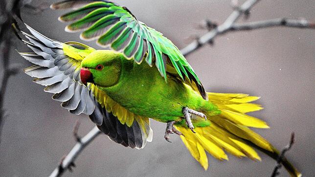 Ein wildlebender Halsbandsittich (Psittacula krameri) fliegt durch einen Park in Düsseldorf. Auch in Horheim flog vor 25 Jahren ein ...