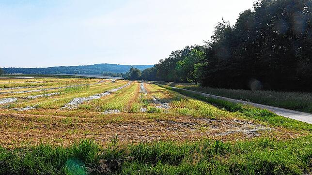 Hier soll das neue Gewächshaus des Pestalozzi Kinder- und Jugenddorfs entstehen. Rechts im Bild die Bäume an der Stockacher Aach. ...