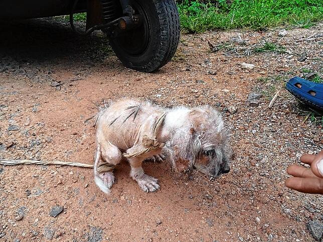 Hunde genießen auf Sri Lanka keinen hohen Stellenwert. Streuner sind oft krank, Besitzerhunde werden meist an der Kette gehalten und ...