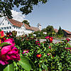 Unzählige Rosen-Anlagen prägen das gesamte Dorfbild in Nöggenschwiel. Bereits am Dorfeingang werden Sie im Sommer von der bunten ...