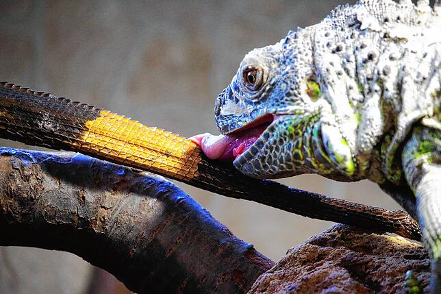 Eine besondere Annährung. Der Grüne Leguan aus dem Reptilienhaus Uhldingen begrüßt seinen Artgenossen, der aus dem Reptilium Landau an ...
