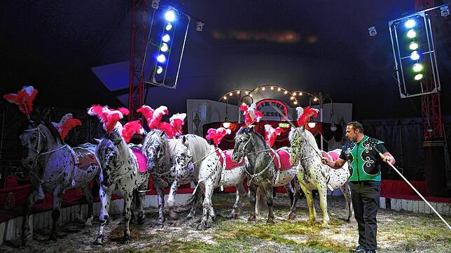 Mit sechs Kaltblutpferden in der Manege: Zirkusdirektor Andre Kaiser lässt die Tiere im Circus Alessio Walzer tanzen und vergisst nicht, ...