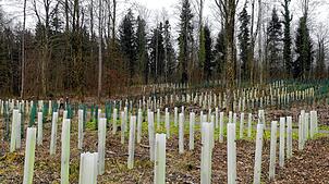 Reihe für Reihe wurden die Stellen im Annawald zwischen Ahausen und Bermatingen, in denen es Sturm- und Käferholz gab, wieder ...