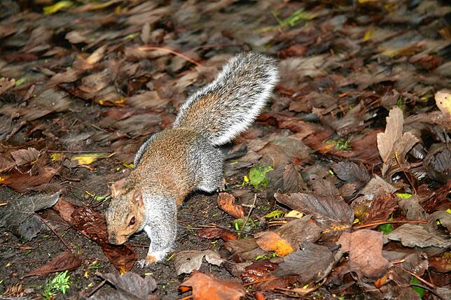Ein Eichhörnchen, aufgenommen in einem Park in der Waldshut-Tiengener Partnerstadt Lewes in England.